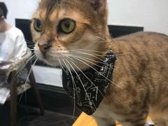 -猫色咖啡·猫咖