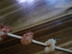 -舌尖上的石棉何雨露烧烤