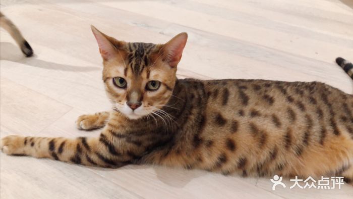 CAT’S MEWSTAR CAFE·喵星球猫屋(晴湾咖啡店)图片