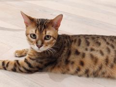 -CAT’S MEWSTAR CAFE·喵星球猫屋(晴湾咖啡店)