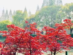 -嘉定紫藤园