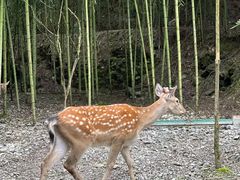 -鹿院坪生态旅游景区