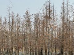 -白鹭湾湿地公园