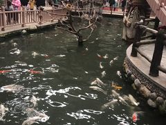 -南宫五洲植物乐园