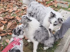 -翊宠yipet猫狗购宠庄园犬舍•猫舍