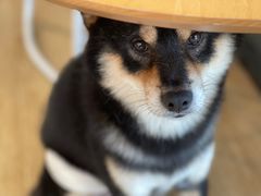 -南京Hallo宠物乐园·哈罗犬舍·柴犬繁育基地