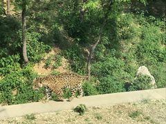 -石家庄市动物园