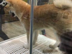 -瑞鹏宠物医院·骨科·猫科·内科(第一中心)
