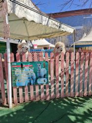 -萌宠亲子动物乐园(槐房万达店)