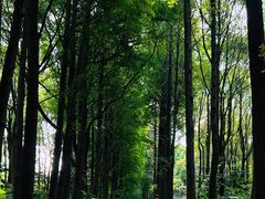 -上海滨江森林公园