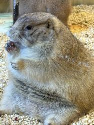 -卡通尼·Safari非洲探索乐园·生日会(金桥国际商业广场店)