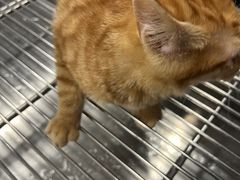 -顺强宠物诊所·狂犬免疫·夜诊·骨科(嘉定店)