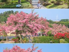-东莞植物园