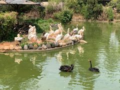 -云南野生动物园