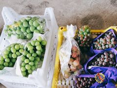 -马陆小张葡萄园农家乐