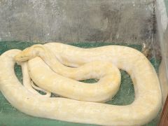 -上海大自然野生昆虫馆(东方明珠·爬宠昆虫探索中心)