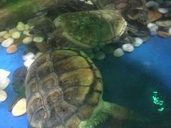 -太奥幻太奇海洋馆