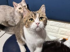 -平行世界·猫咖(首经贸店)