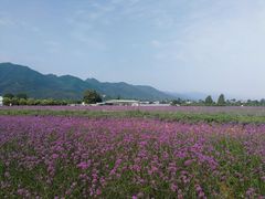 -曲江薰衣草庄园