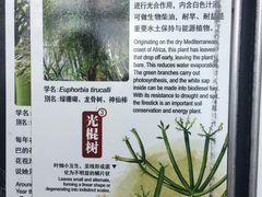-深圳仙湖植物园