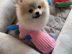 -翊宠yipet猫狗购宠庄园犬舍•猫舍