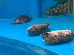 -海合安成都极地海洋公园