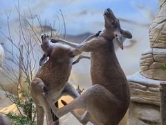 -西霞口神雕山野生动物世界