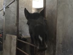 -枫露马术学院(藏书校区)
