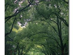 -上海共青森林公园