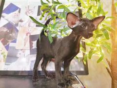 -十年猫舍·猫咪专门店(普陀店)