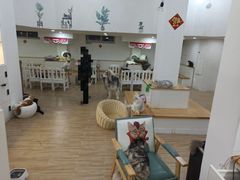 大堂-李小姐の猫咖啡馆(五角场店)