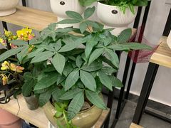 -长春青怡坊鲜花批发(青怡坊花鸟市场店)