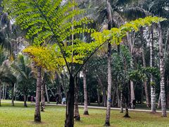 -中国科学院西双版纳热带植物园