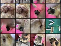 -博特宠物医院24h犬猫全科.骨科·异宠