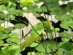 -莲花池公园