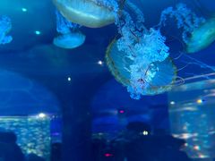 -上海海昌海洋公园