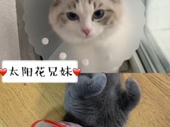 -纳吉亚猫专科动物医院博雅分院