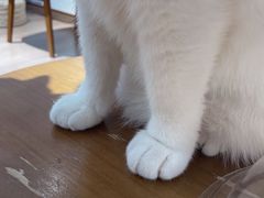 -有猫主题·治愈系猫咖(曾厝垵店)