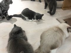 -猫和宫(六道口店)