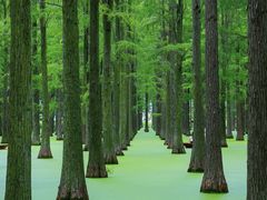 -渌洋湖湿地公园