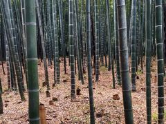 -树山生态村