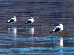 -羊卓雍措