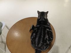 -藏猫猫咖啡主题馆(中央大道店)