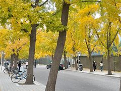 -三里屯东五街银杏大道
