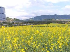 -光明小镇欢乐田园
