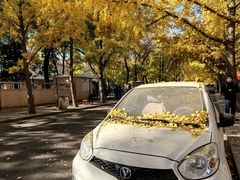 -三里屯东五街银杏大道