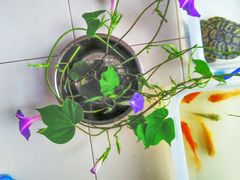 -曲阳花鸟市场(曲阳路店)