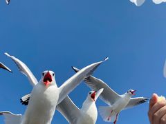-海埂大坝