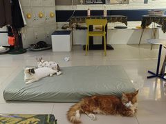 -平行世界·猫咖(首经贸店)