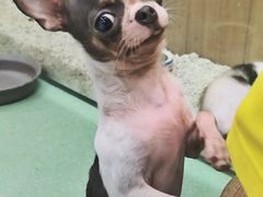 -藦茜花园宠物主题亲子互动体验馆(国顺东路店)